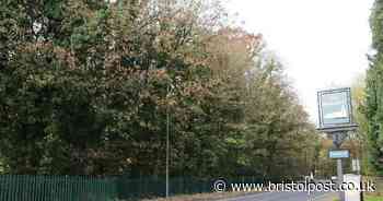 Waste company buys Keynsham woodland to protect it from destruction