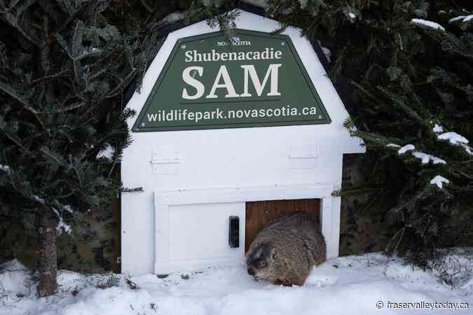 Groundhog Day 2025: Willie and Sam at odds over spring’s arrival