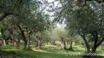 "Rogna degli ulivi", l’allarme non è cessato: chiesto l’intervento della Regione