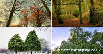 18 fabulous photos of trees and woodland around Wirral