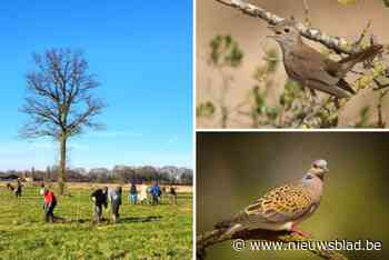 Nieuw bos moet zomertortel, nachtegaal en grauwe klauwier overtuigen naar Grote Nete te vliegen
