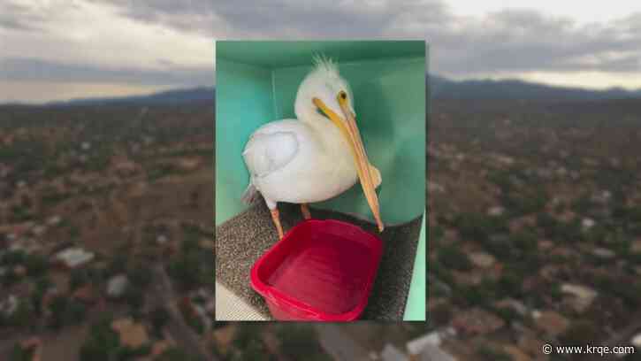 State wildlife center rescues injured pelican in Santa Fe