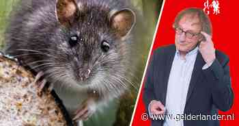 Toon ‘een stukje acceptatie’ als je een rat op straat ziet lopen