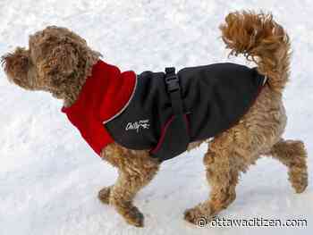Shop local to protest Trump tariffs, Ottawa Board of Trade says