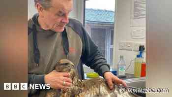 Buzzard trapped in net prompts wildlife plea