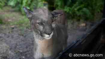 Many animals, plants losing their genetic diversity, making them more vulnerable