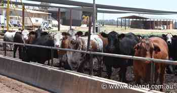 Beef Spectacular Feedback Trial 2025: Trial trends