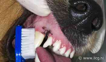 Maand van de gebitsverzorging