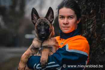 Mechelse herder Kodi volgt opleiding om hondenbrigade te versterken