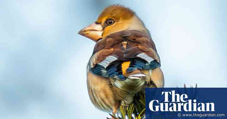 Country diary: A bird that had existed only in my imagination becomes vividly real | Nic Wilson