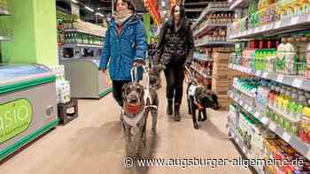 Blindenführhunde im Einsatz: Wie ein Aktionstag die Akzeptanz in Augsburg fördert
