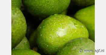 Kenia: Fuerte en Pinkerton avocado vanaf 14 februari op het water