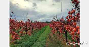 Nog enkele partijen Rojo Brillante kaki's beschikbaar