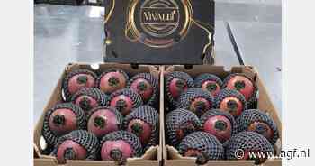 Gebrek aan scheepsruimte voor Peruaanse mango's richting Azië