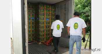 Regen en zon leiden tot grotere bananenexport Ecuador