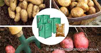 Grow your own spuds and save with You Garden’s ‘Patio Potato’ offer