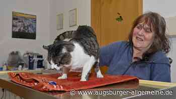 Katzenvermehrung im Landkreis Landsberg bereitet Tierfreunden Sorgen