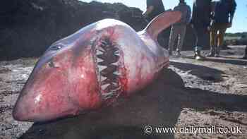 Mystery as giant-brained great white sharks wash up on Atlantic beaches