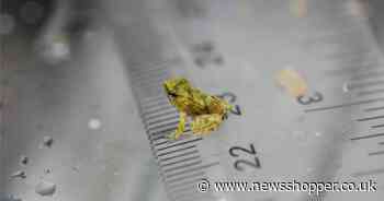 33 of the smallest, cutest frogs you've ever seen have been born at London Zoo