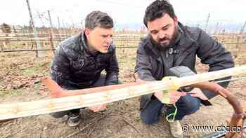 Vineyards in B.C.'s Okanagan test new ways to mitigate extreme cold