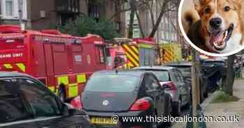Investigation launched after dog rescued from house fire in West Hampstead