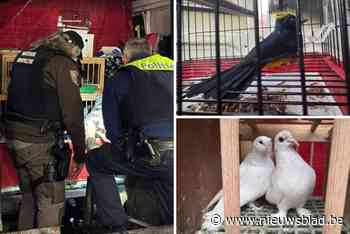 Politie neemt dertig vogels in beslag in Ekeren: “Omstandigheden waarin ze verbleven, waren niet in orde”