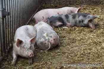 Provinciale Staten Brabant openen deur naar wegdoen dieren als stikstofmaatregel