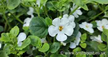Professor explains truth behind brain health 'miracle herb' bacopa