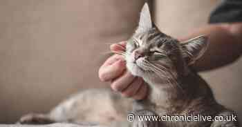 Cats could be banned in parts of Scotland as ministers review new report