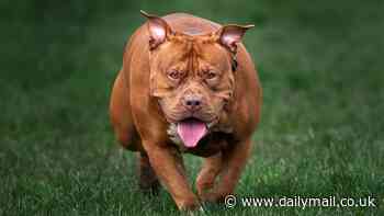 XL Bullies, Pitbulls, and German Shepherds do NOT bite harder than other dog breeds - and 'jaw lock' is a MYTH, vets claim