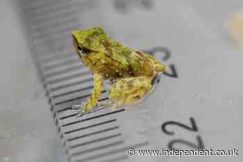 Tiny, endangered Chilean froglets born in London after dramatic 7,000-mile rescue
