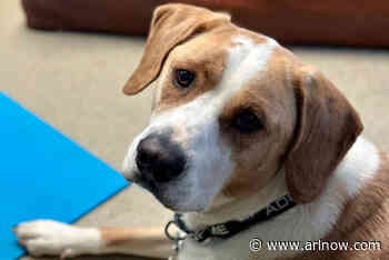 Adoptable Pet of the Week: Pepe