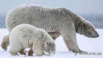 Natürliche Imprägnierung: Warum Eisbärenfell nicht vereist