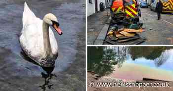 Three swans soaked in diesel after fuel spill contaminates Carshalton Ponds