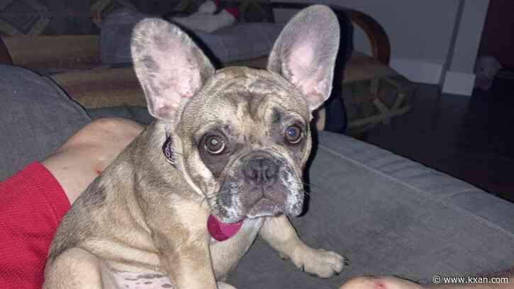 'I just want my dog back': Austin man says he was robbed at gunpoint for French bulldog