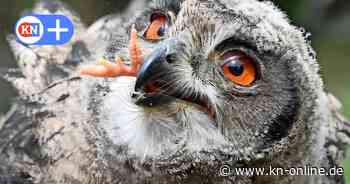 Der große Lauschangriff: Uhus werden im Forst Iloo in Timmaspe abgehört