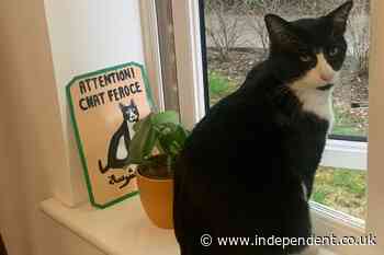 Ban Scottish households from letting cats outside without a lead, report urges