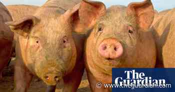 Wild hogs: why a gang of rogue pigs is causing chaos in Norfolk