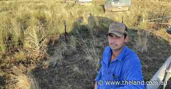 Price margins will come into play with lot-fed lambs from Attunga