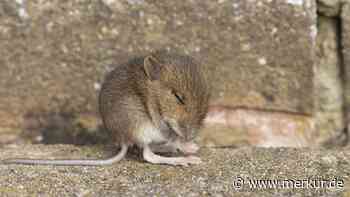 Ist „Mausi“ eine Beleidigung? Linguistin erklärt, worauf es der Gen Z bei beliebtem Kosewort ankommt