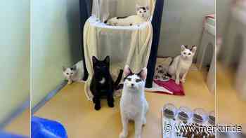 Aus schlechter Haltung befreit: Fünf Katzenkinder suchen Zuhause – „Ängstlich und zurückhaltend“