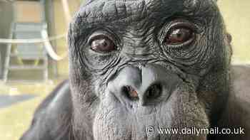 Apes may be able to intuitively 'read minds' just like humans, scientists reveal