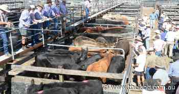 Gloucester steers sell firm to cheaper
