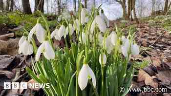 Your photos: Snowdrops, boats and a bull