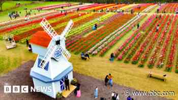 County to host tulip garden with 500,000 flowers