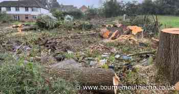 MP calls for tree protection after developers destroyed woodland