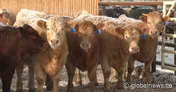 ‘What will Trump do next?’: Alberta’s agriculture industry on tariff uncertainty