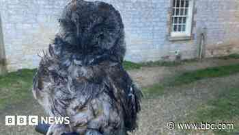 Sooty owl released after rescue from wood burner