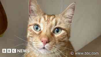 Cat rescue centre with £7k vet bill could shut down