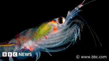 Why scientists are counting tiny marine creatures from Space